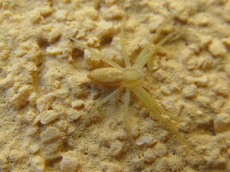 Philodromus cf. rufus